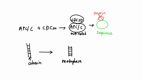 given-the-scenario-depicted-in-the-figure-below-what-would-happen-ubiquitinate-securin-and-separase-mitosis-if-a-mutated-version-of-cdc2o-caused-the-apcic-to-inactlve-lepat4t-cdczo-emountkno-80164