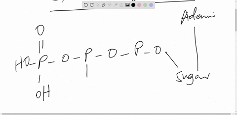 which-of-the-following-statements-concerning-atp-is-false-a-it-is-called-the-energy-currency-of-the-cell-b-it-contains-phosphate-groups-joined-in-a-series-cit-is-a-nucleotide-dit-is-used-by-46807