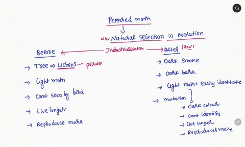 what-did-the-peppered-moths-signify-in-evolution-63252