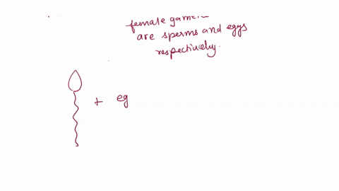 the-union-of-sperm-and-ovum-to-produce-a-zygote-is-known-as-when-sperm-and-ovum-fuse-at-conception-they-produce-a-zygote-with-_____-chromosomes-04218
