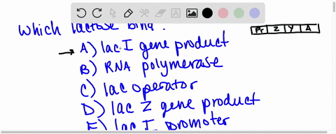 question-5-1-point-which-of-the-following-does-lactose-sugar-bind-with-select-all-that-apply-a-lacl-gene-product-b-rna-polymerase-lac-operator-lacz-gene-product-e-lacl-promoter-question-6-1-55666
