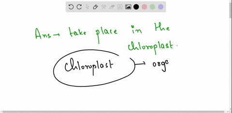 in-what-cell-organelle-does-photosynthesis-take-place-im-dumb-94673