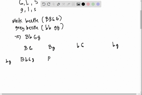 while-working-with-a-type-of-beetle-that-is-normally-smooth_-large-and-white-you-discover-three-mutations-that-lead-to-the-recessive-phenotypes-bumpy-small-and-grey-respectively-you-cross-tr-95553