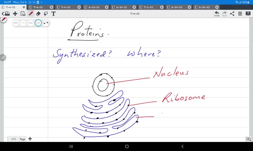 SOLVED Where are proteins manufactured in cells? a. vesicles b