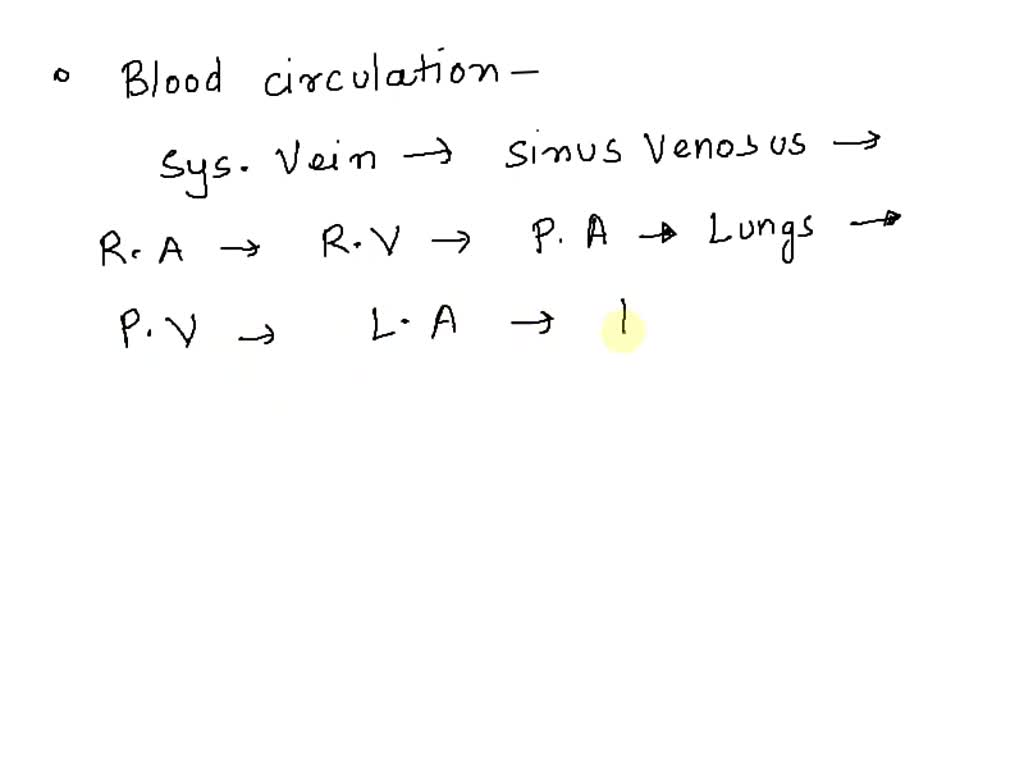 SOLVED: Sequence the pathway of blood flow through the cardiovascular ...