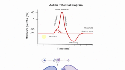 question-29-2-points-for-neuron-with-an-initial-membrane-potential-at-70-mv-an-increase-in-the-movement-of-potassium-ions-out-of-that-neurons-cytoplasm-would-result-in-depolarization-of-the-26943