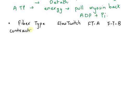 what-2-roles-does-atp-perform-in-the-cross-bridge-cycle-create-a-table-characterizing-each-fiber-type-for-its-twitch-and-ifatigue-resistance-ability-what-molecular-characteristic-of-the-mf-d-46693