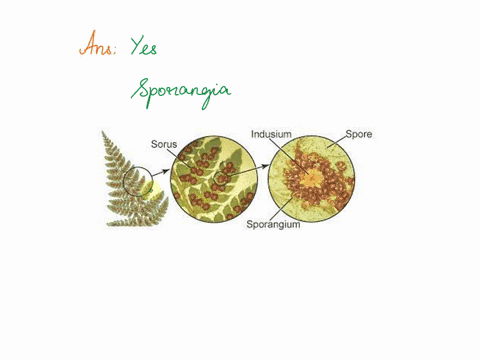 do-ferns-have-sexual-reproduction-if-yes-how-and-what-are-their-reproductive-structures-89092