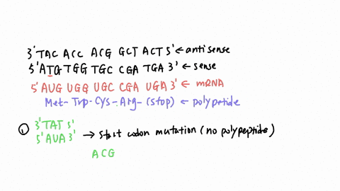 consider-the-following-dna-antisense-strandtac-acc-acg-gct-actidentify-the-type-of-mutation-and-how-it-would-affect-the-protein-made-specifically-state-the-amino-acid-changes-that-would-occu-22824