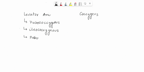 part-cassessments-complete-the-following-statements-1-the-levator-ani-and-coccygeus-together-form-the-diaphragm-2-the-posterior-portion-of-the-perineum-is-called-the-triangle-3the-ensheaths-05709
