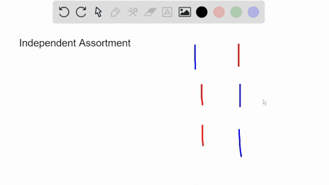 true-or-falsefor-a-diploid-organism-with-3-pairs-of-chromosomes-the-number-of-potential-gametes-carrying-different-combinations-of-maternal-and-paternal-chromosomes-due-to-independent-assort-57225