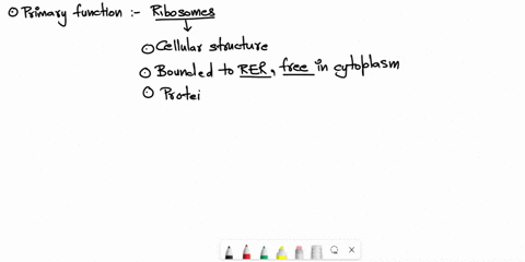 what-is-the-primary-function-of-a-ribosome-and-what-its-purpose-is-84815