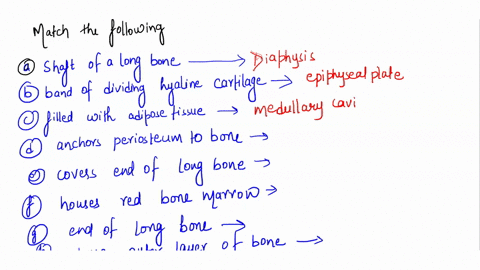 match-each-of-the-following-functionsdescriptions-with-its-skeletal-structure-shaft-of-a-long-bone-epiphysis-band-of-dividing-hyaline-cartilage-2-periosteum-filled-with-adipose-tissue-3-spon-96967