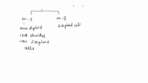 mitosis-produces-two-identical-daughters-cells-true-or-false-36365