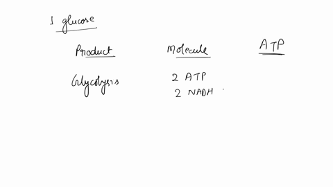 question-2-points-in-the-complcte-acrobic-brcakdown-of-one-glucose-molecule-what-is-the-total-numbcr-of-atp-molecules-produced-by-thc-clcctron-transport-system-found-in-human-cells-92636