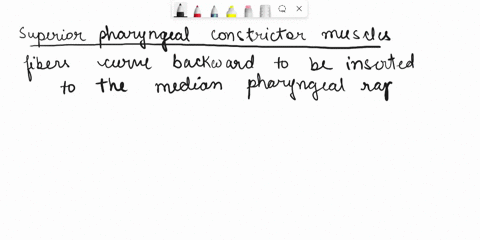 which-muscles-of-the-tongue-or-the-pharynx-insert-on-the-median-raphe-attached-to-the-occipital-bone-83905
