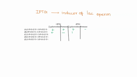 iptg-can-be-used-in-the-laboratory-as-a-synthetic-inducer-of-the-lac-operon-instead-of-lactose-using-your-knowledge-of-how-the-lac-operon-is-regulated-predict-whether-these-gene-products-8-g-59166