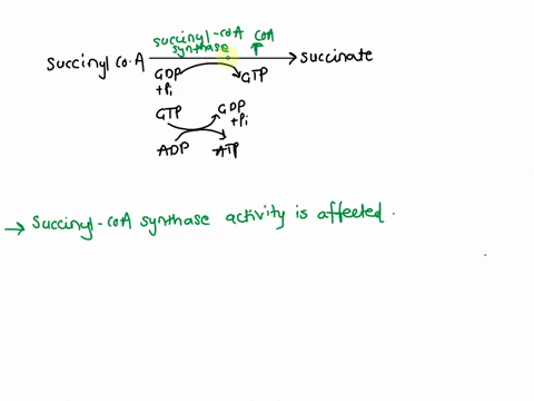 question-4an-experiment-is-done-in-which-an-inhibitor-that-is-structurally-similar-to-succinyl-coa-is-incubated-with-an-aerobic-bacterium-through-the-use-of-a-kit-that-measures-the-amount-of-79127