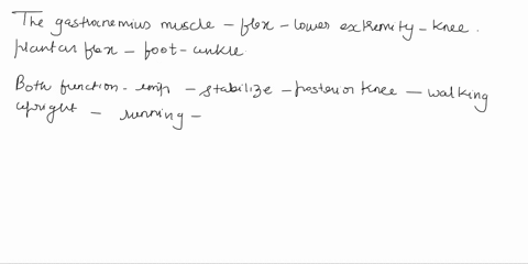 the-muscle-pictured-below-works-has-a-common-insertion-with-the-gastrocnemiusldentify-the-insertion-point-macbookpro-888-di-69-5-3-4-6-7-8-0-48038