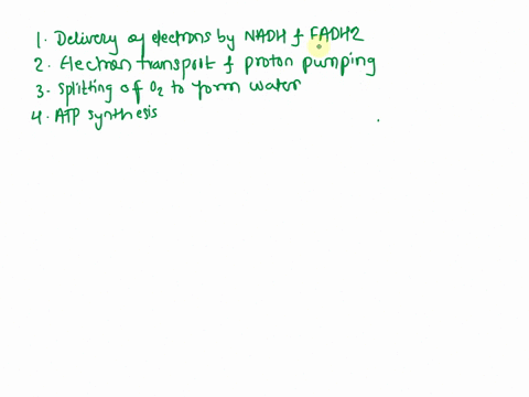 what-steps-are-involved-in-the-overall-process-of-oxidative-phosphorylation-05005