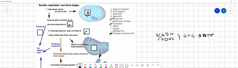 aerobic-respiration-has-three-stages-1-glycolysis-which-occurs-in-the-a-electron-transport-atp-synthase-some-atp-more-atp-acetyl-coa-membranes-cristae-cytoplasm-matrix-oxvgen-hydrogen-ion-py-22408
