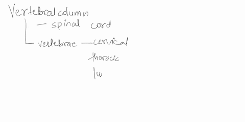 question-55-1pts-the-vertebral-column-includes-cervical-thoracicand-lumbarvertebrae-6135-7134-o5127-7125-o6146-18843