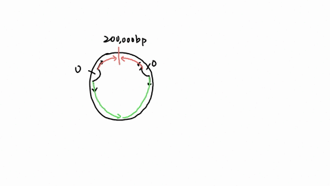 you-isolate-a-small-circular-dsdna-chromosome-from-bacteria-that-consists-of-800000-base-pairs-in-this-organism-dna-replication-proceeds-at-5000-bpsecond-if-there-are-two-origins-of-replicat-49561