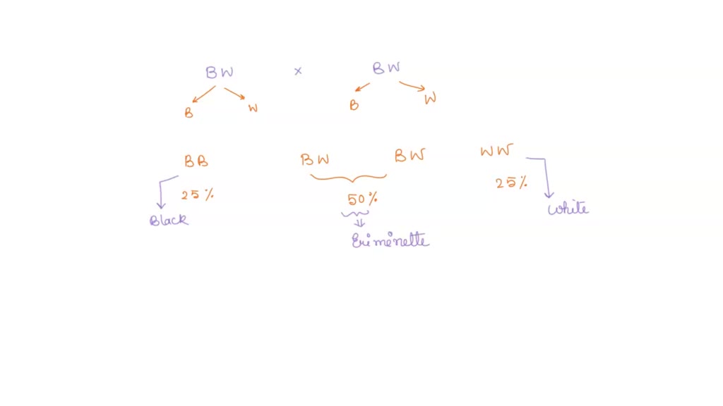 SOLVED: What is the genotype for black chickens? What is the Benotype ...