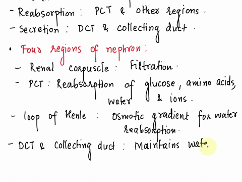 the-urinary-system-assignment-answer-the-following-questions-on-the-urinary-system-what-are-the-three-functions-of-the-nephron-where-within-the-nephron-do-each-of-the-above-functions-occur-b-90503