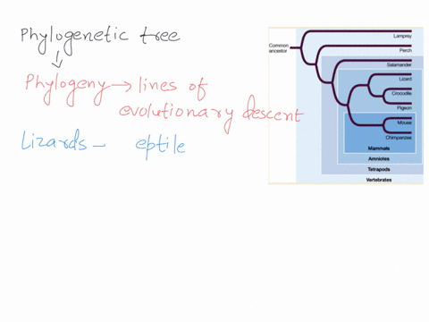 according-to-this-phylogenetic-tree-which-of-the-following-is-tru-lamprey-common-ancestor-perch-salamander-lizard-crocodile-mouse-chimpanzee-mammals-amniotes-tetrapods-vertebrates-select-one-14043