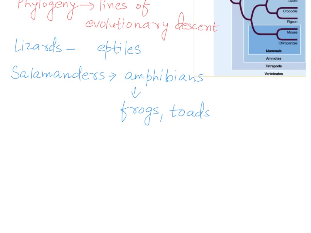 SOLVED: According to this phylogenetic tree, which of the following is