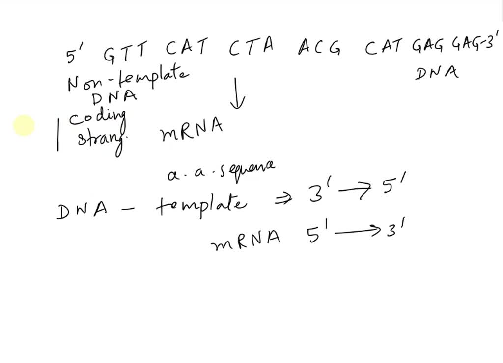 SOLVED: 5' GTT CAT CTA ACG CAT GAG GAG 5' Using the segment shown above ...