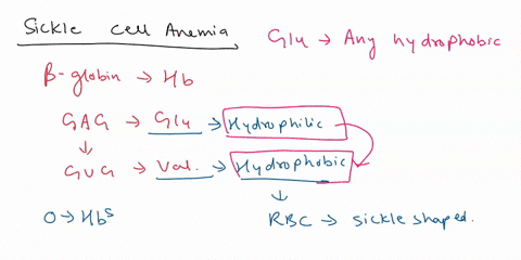 mulicd-hemoglobin-hemoglobin-hbs-xckle-ecll-arcta-fesults-from-thc-rcplacenknt-of-a-glutamate-residuc-galin-jcniuc-noninon-p-chain-of-uz-nnhein-noni-hemoglobin-designaled-hba-under-condition-16805