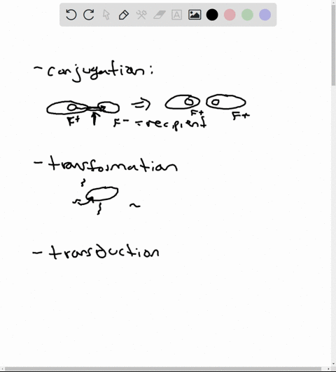 explain-the-exchange-of-genetic-material-in-bacteria
