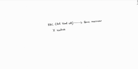 11which-of-the-following-is-true-regarding-a-mature-red-blood-cell-ait-does-not-have-a-nucleus-at-all-bit-has-multiple-nuclei-clt-shares-a-nucleuswith-othercells-dit-has-a-singlenucleus-01015