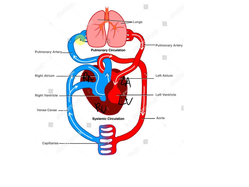 How to draw the diagram of heart? - EduRev Class 7 Question