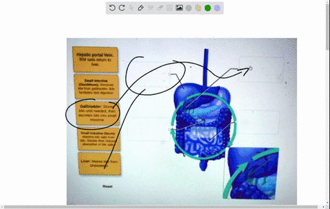 using-the-diagram-drag-and-drop-the-steps-involved-in-the-enterohepatic-circulation-of-bile-to-the-correct-locations-hepatic-portal-vein-bile-salts-relum-0-liver-smll-intceting-duodcnum-rcce-62718