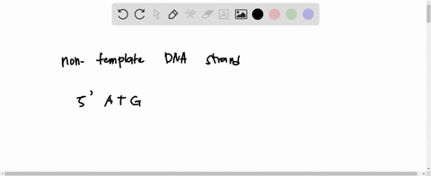 here-is-a-sequence-from-the-non-template-dna-strand-of-a-gene-5-atgctgactg-3-what-mrna-would-be-transcribed-from-this-sequence-5augcugacug-3-5tacgactgag-3-5uacgacugac-3-5-atgctgactg-3-5caguc-50472