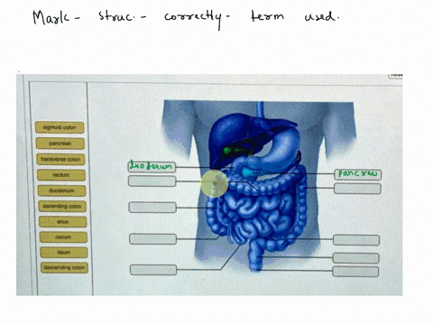 drag-the-labels-onto-the-diagram-to-identify-the-structures-reset-help-sigmoid-colon-pancreas-transverse-colon-rectum-dnuaponp-asoonding-colon-anus-cecum-lleum-losrending-coio-26483