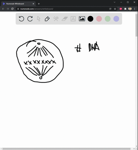 4-a-cell-has-8-chromosomes-in-g1-of-interphase-draw-a-picture-of-this-cell-with-its-chromosomes-at-the-following-stages-indicate-how-many-dna-molecules-are-present-at-each-stage-a-metaphase-76763