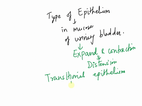 what-type-of-epithelial-tissue-forms-the-mucosa-layer-of-the-urinary-bladder-41713