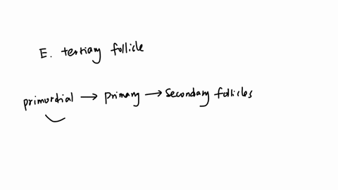 which-follicle-stage-is-the-first-commitment-step-from-which-the-follicle-will-race-to-either-become-the-dominant-follicle-or-undergo-atresia-primordial-follicle-secondary-follicle-primary-follicle-ma