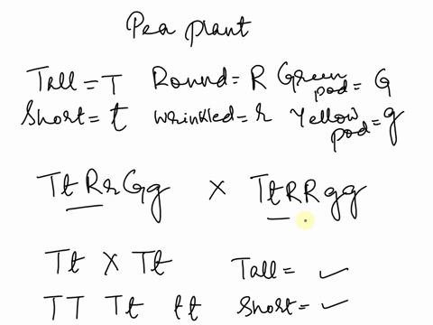 in-pea-plants-the-traits-for-plant-height-seed-shape-and-pod-color-are-coded-by-genes-with-two-alleles-the-allele-for-tall-plants-t-is-dominant-over-the-allele-for-short-plants-t-the-allele-86685