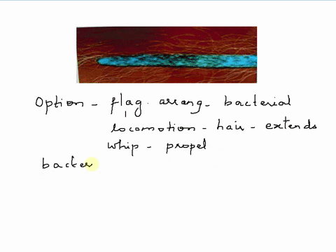 question-completion-status-question-10-this-bacterium-pictured-is-called-a-monotrichous-bamphitrichous-peritrichous-dlophotrichous-40052