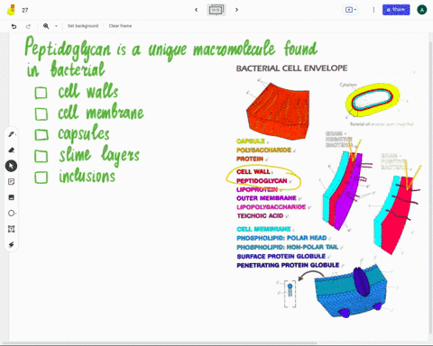 need-to-answer-this-18-peptidoglycan-i5-a-unique-macromolecule-found-in-bacterial-1opts-cell-walls-cell-membranes-capsules-slime-iaverse-unclusions-58708