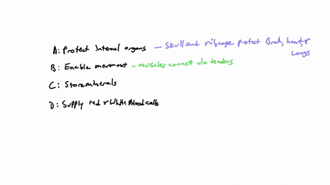 ples-answer-this-now-activity-2-directions-explain-briefly-how-the-skeletal-system-works-based-60-their-functions-explain-briefly-how-tbe-skeledl-functions-of-the-skeletal-system-sxstem-work-01296