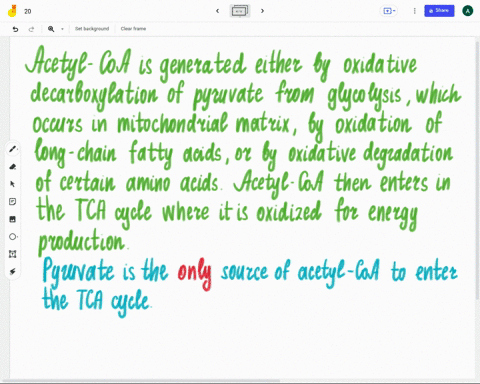 pyruvate-is-the-only-source-of-acetyl-coa-to-enter-the-tca-cycle-true-or-false-70133
