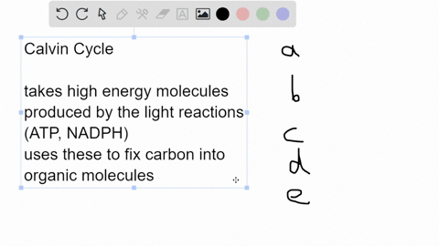 in-green-plants-the-primary-function-of-the-calvin-cycle-is-to-split-water-to-release-oxygen-reduce-coz-to-make-simple-sugars-use-atp-to-release-co2-use-nadph-to-release-co2-transport-rubp-o-94598