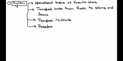 stems-the-vascular-phloem-xrlem-h-the-comes-2-j1-2-types-h-and-phloem-what-are-the-differences-36038