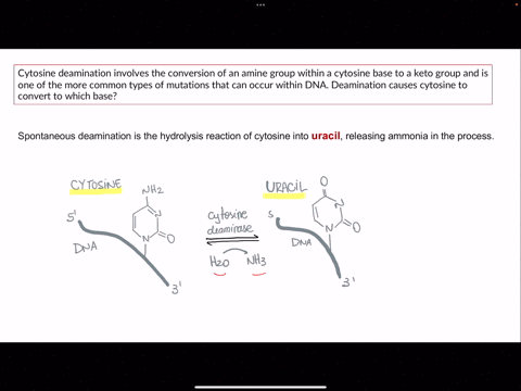 cytosine-deamination-involves-the-conversion-of-an-amine-group-within-a-cytosine-base-to-a-keto-group-and-is-one-of-the-more-common-types-of-mutations-that-can-occur-within-dna-deamination-causes-cyto